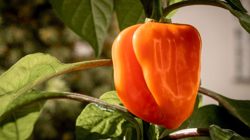 ���� ������ � ������ ������� ���� ������ ������: �� ��������� 90% ��������