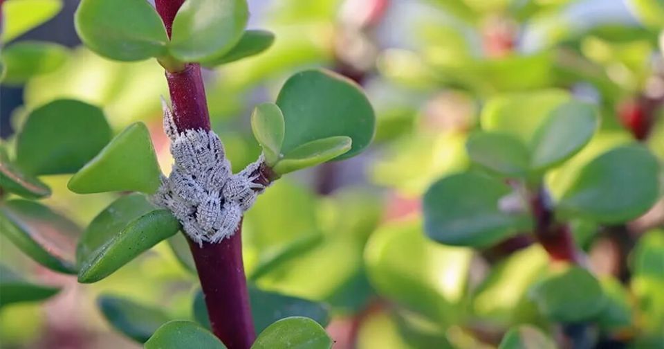 ������� ������� ��������� ��������