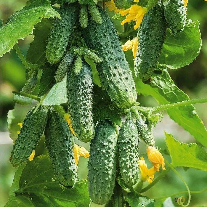 ��� ��������� ������� ����������� ������: ������� ��������� �������