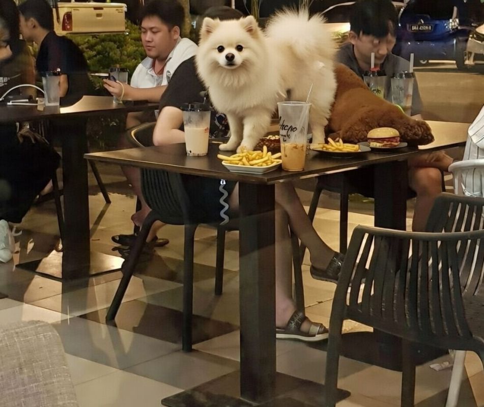 Абсурдные ситуации в кафе: когда любовь к питомцам и детям переходит границы