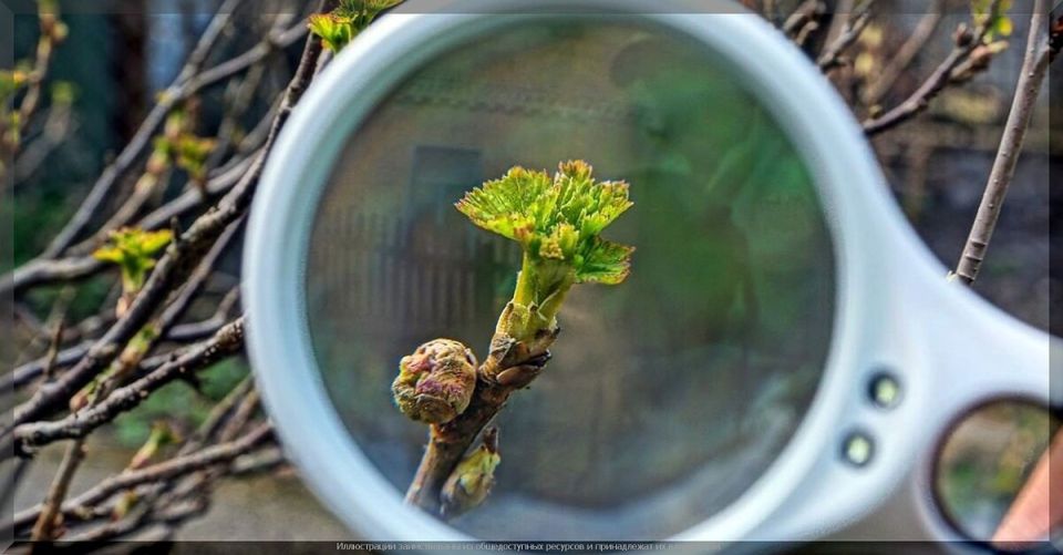 Теплая зима: плюсы и минусы для наших садов