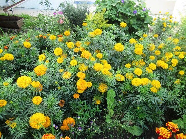 Как бархатцы спасают огороды от кротов: неожиданный секрет цветочного оружия