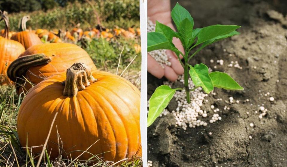 ��� ��������� �����-�������: ������� �����������