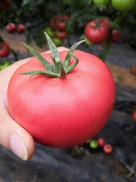 ����� ��������� �������: ������������� ������� �������� ��� ������� � ����