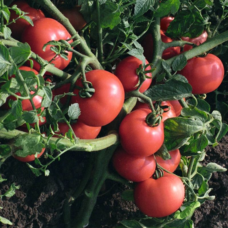 ������ ��������� ��� ������� ������ ����� � ��������� ������