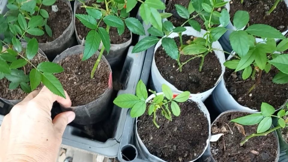 Новый подход к черенкованию роз: простота и результативность через холодный хранение и локальные методы