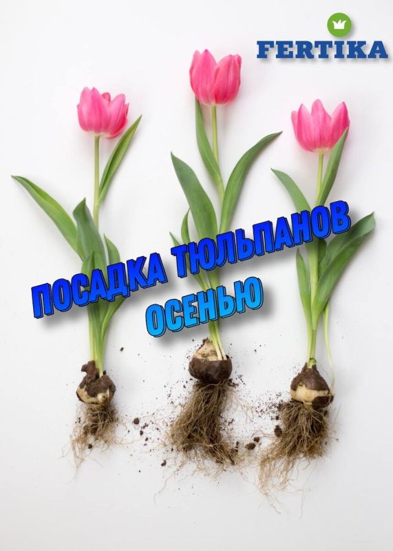 Когда и как правильно высаживать тюльпаны: советы для садоводов