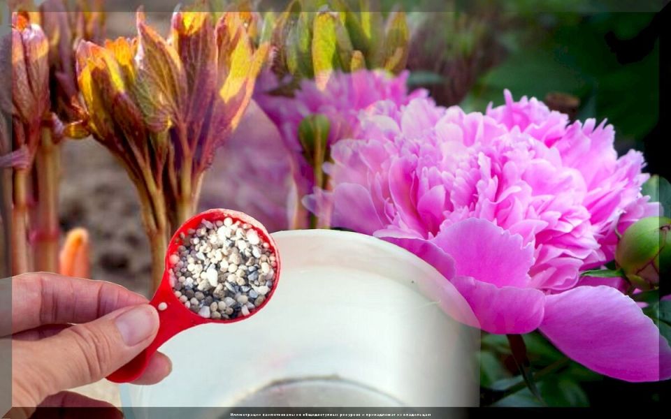 Как обеспечить пышное цветение пиона: основные подкормки для дачников