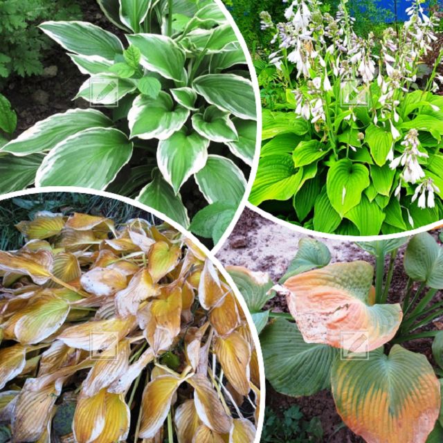 Как правильно обрезать листья хосты: советы опытных садоводов