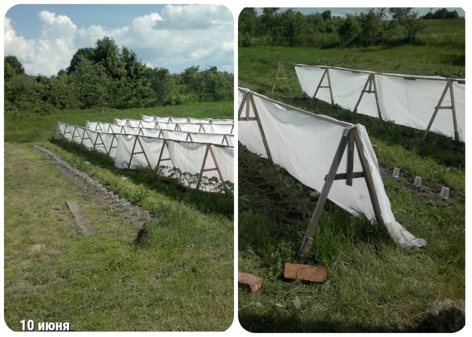 Огурцы в сентябре: как продлить сезон и сохранить урожай