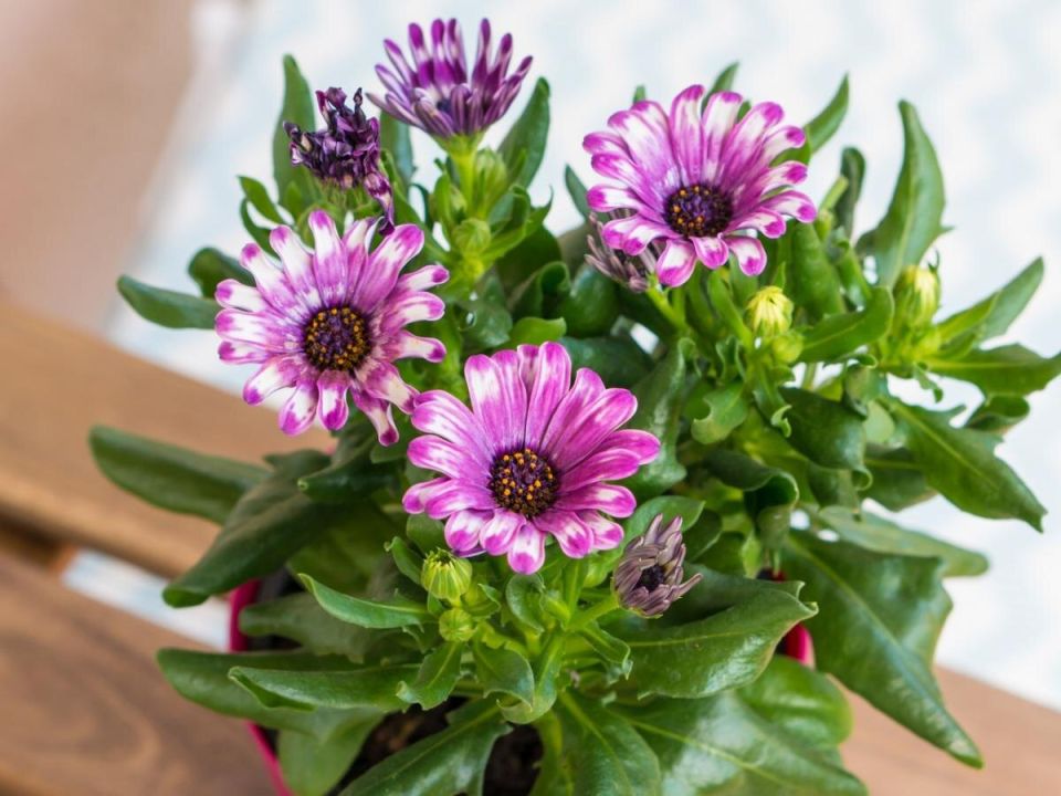 Как продлить цветение хризантем: секреты ухода за горшечными растениями