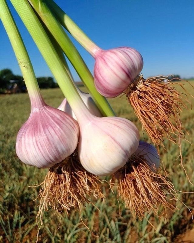 Как правильно посадить озимый чеснок для богатого урожая