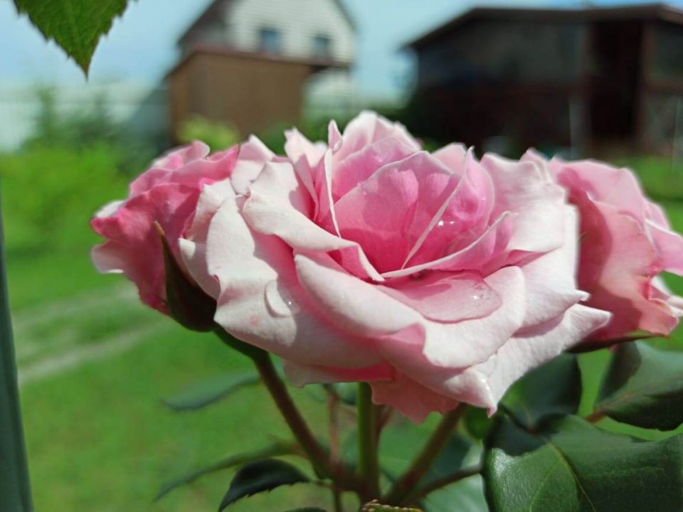 Как вырастить здоровые розы: ваш самый простой календарь ухода