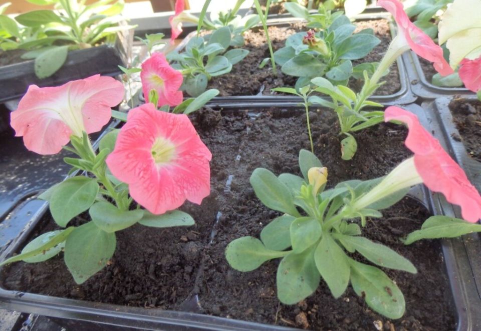 ��� ��������� �������: ������� ����������� ��������� � ��������