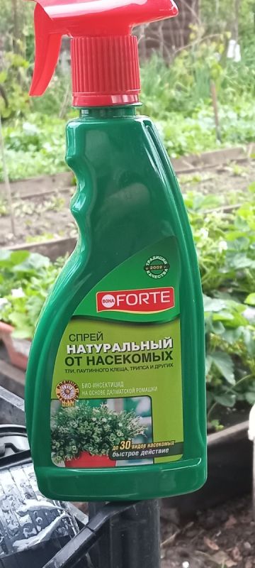 ��� ����������� ����� �Bona Forte� ���� ������ ������ �� ����������