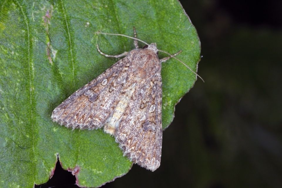 ��� ���������� � ��������� ������: ���������, ���������� ������