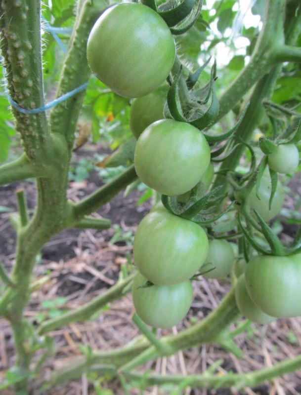 ������ ������ ������ ��������� ����� � ��� �� ������