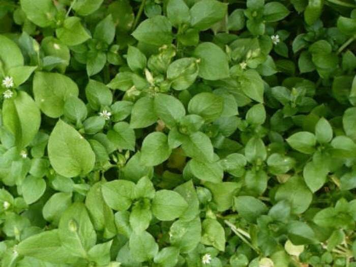 ���������� �������, ��� �������