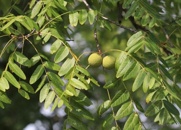 ������ �����: ��������� ��������� ��� ��������� ����� ��������