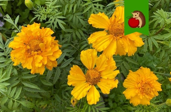 �������� ������ �� ������� ��������� � �������