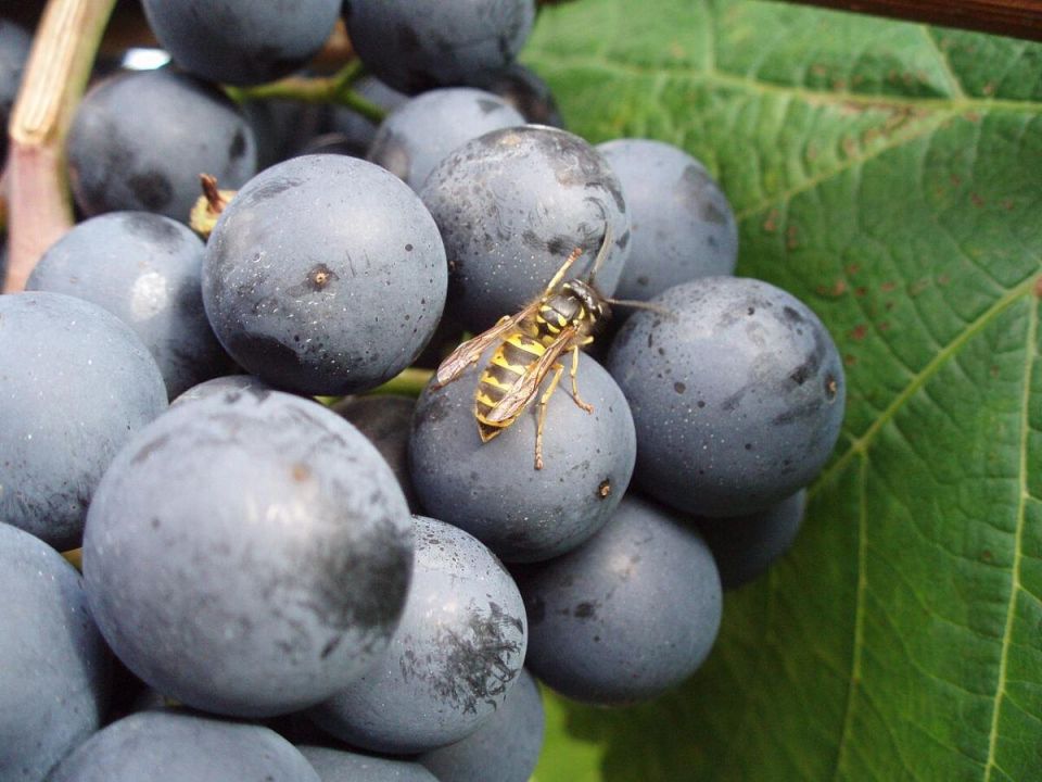 ��� �������� �������� �� ��: ������� � ����������� ������