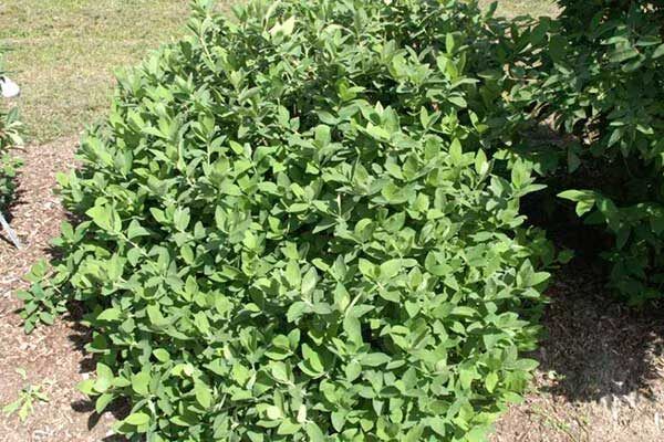 ��� � ��������� ������ ��������: ������� ����� � �����������