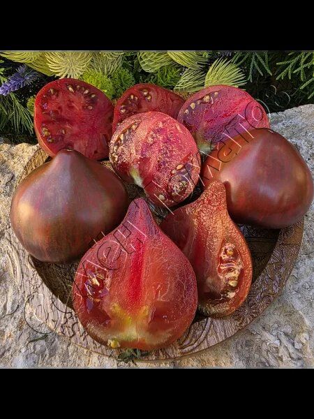 ����� ����� ��������: ���������� ���� � ������� ������� � ������������ ��������