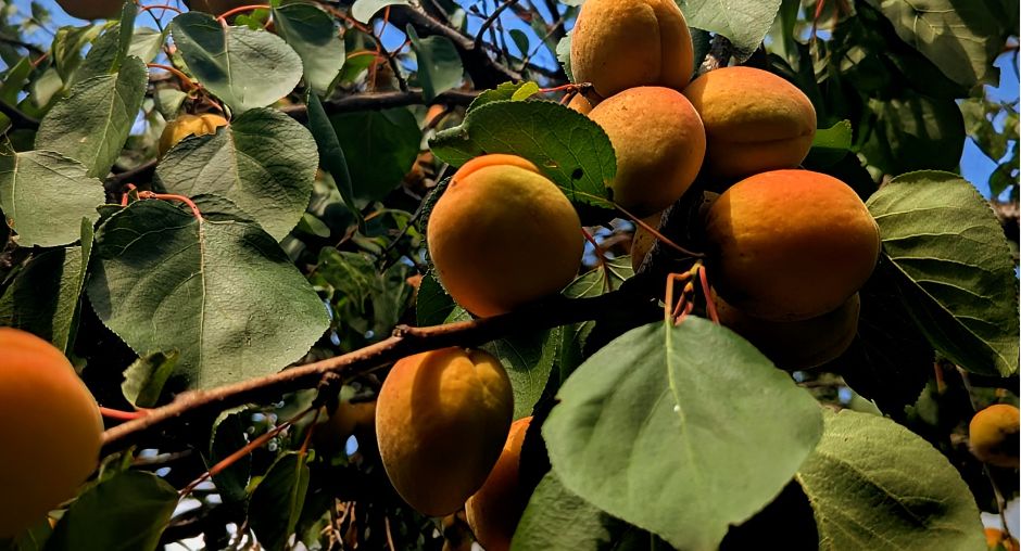 ������� ��������: �� ��������� ����� �� ��������� ������