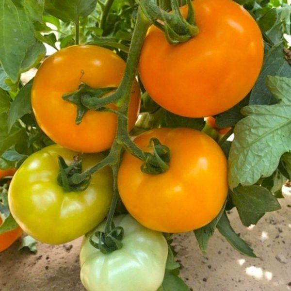 ����� �������: ����� ����� ��� ��������� ����� � �����������