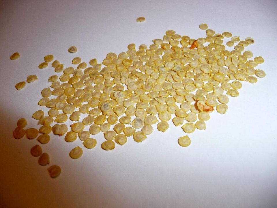 ��� �� ��������� � ������� �������: ������� ��������� ������