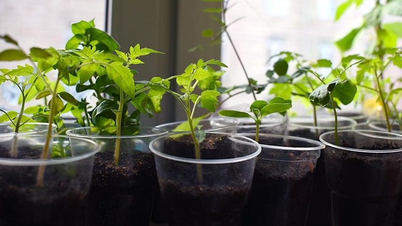 ������ ���� �� ����������� ������� �������