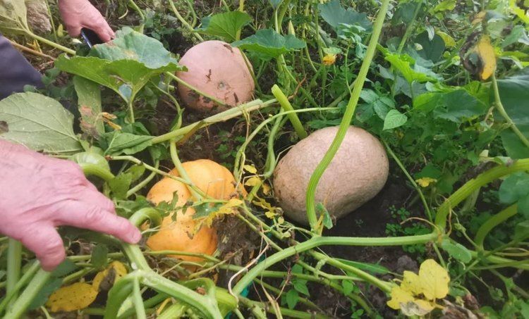 ��� ��������� �������� �����: ������� ��������� ������