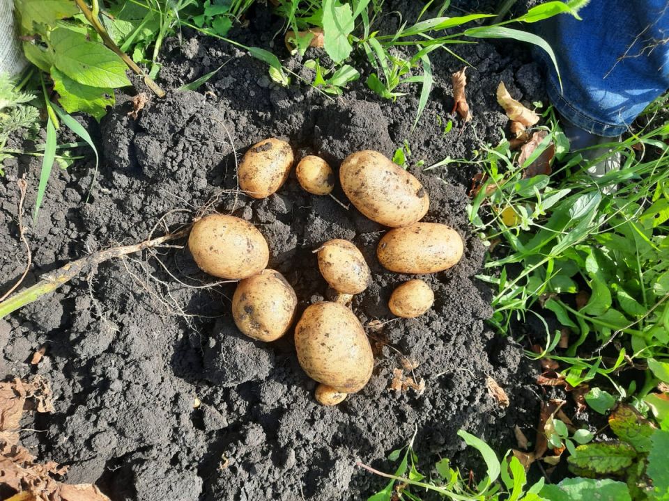 Почему дачники сталкиваются с низкими урожаями: 4 главные причины