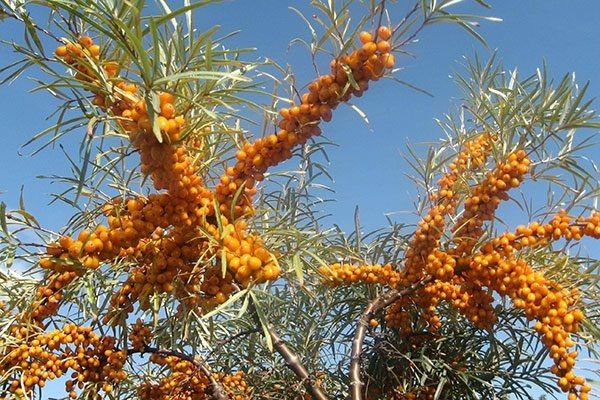 �������� ����������: ������� ������ �� ������ ����