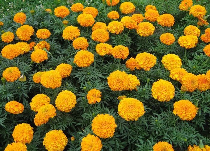 ������ �������� � ������ � �������� ����� ��� ������ ����?