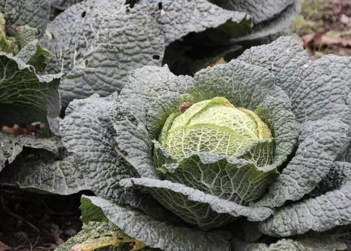Как вырастить савойскую капусту в открытом грунте