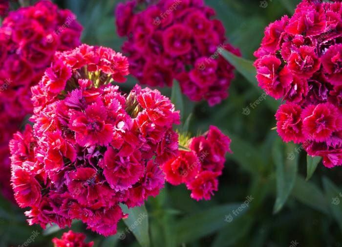 ��� ��������� ��������: ������ � ���������� ����