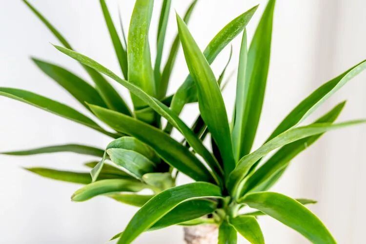 ��� ���� �������� ����� �������� ���� ��������