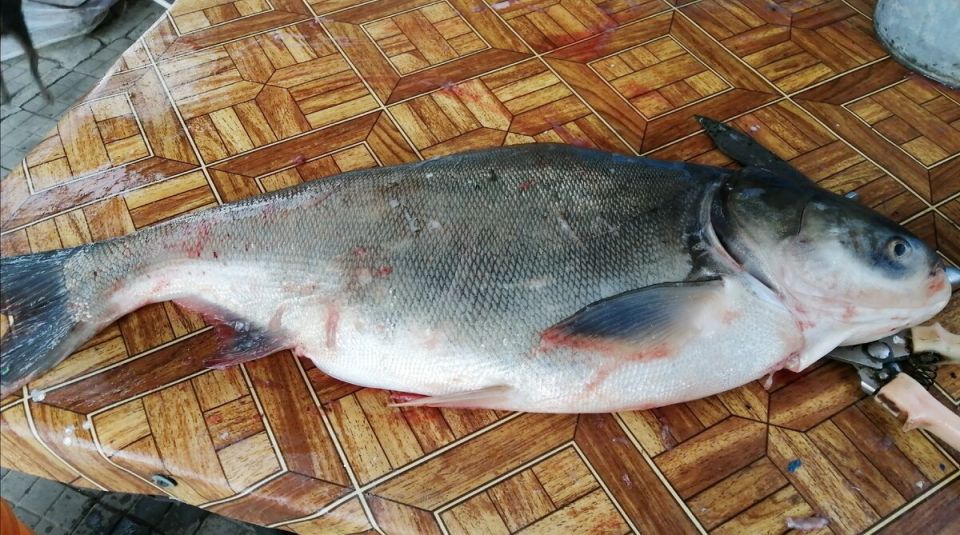 Рецепт балыка из толстолоба весом 7,5 кг: как сделать вкусное лакомство