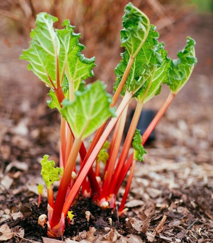 Ревень: секретный корнеплод с яблочным вкусом