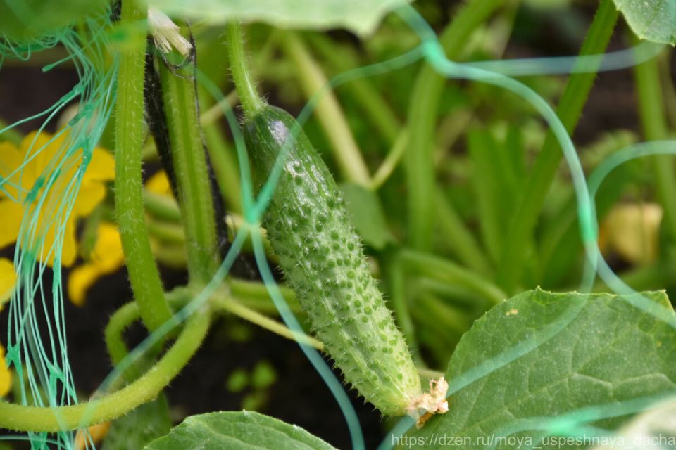 ������, ������� ��������: ����� ������ �� ������ '����� F1'