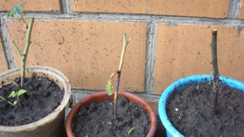 ����� � �����������: ��� �������� ���� � ������������ ��������������