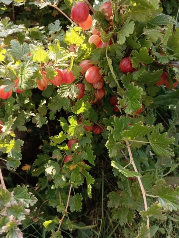 ��������� �� ����: ��� ����������� ������� ������