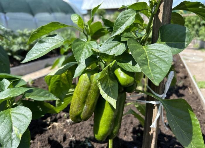 ��������� ���������: ��� ����� �������� ������ ����� �����