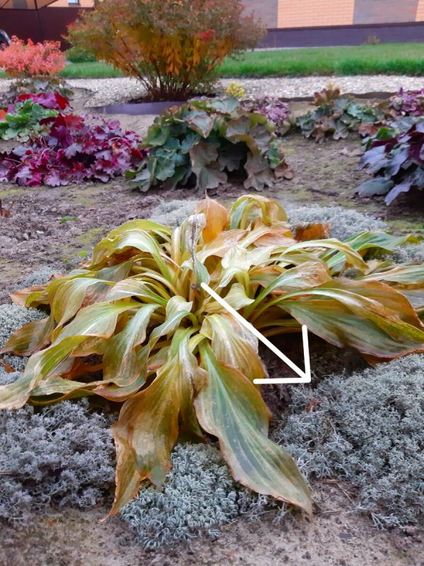 Эффективные методы защиты растений от слизней: кладония в саду