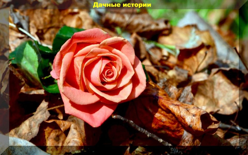 Как ухаживать за розами в осенний период: советы по подкормке и защите от болезней