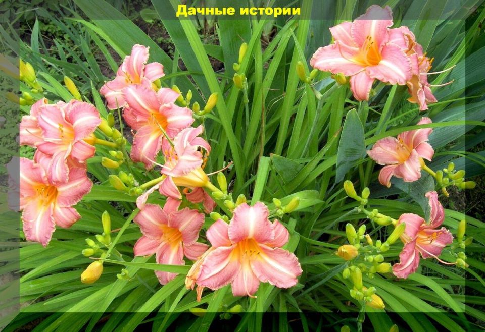 ��� ����� ���������� ���������� ��������� �������� ���� ������