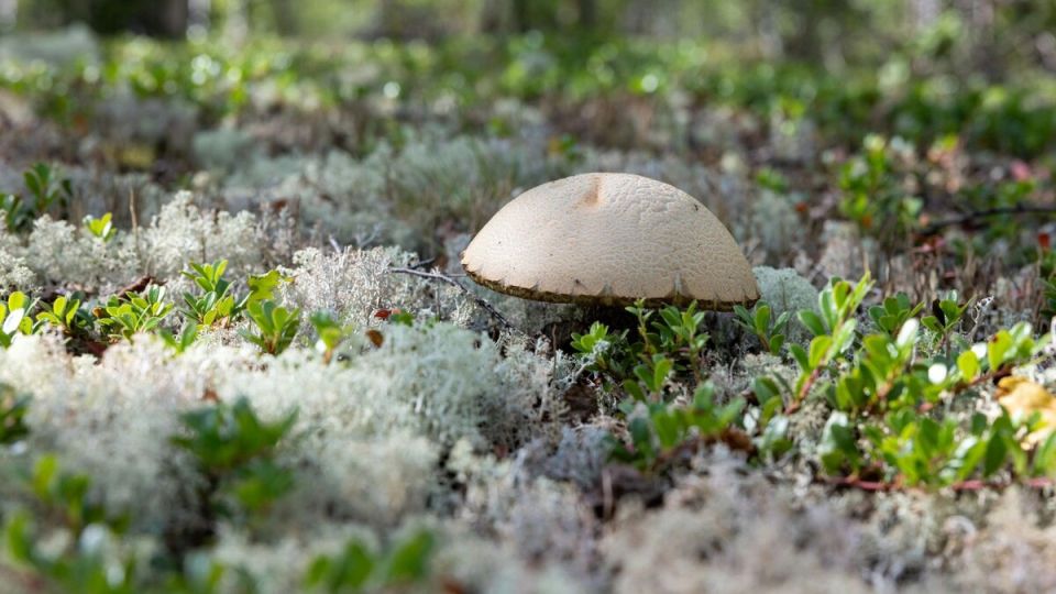 Морозы Приуралья завершили грибной сезон