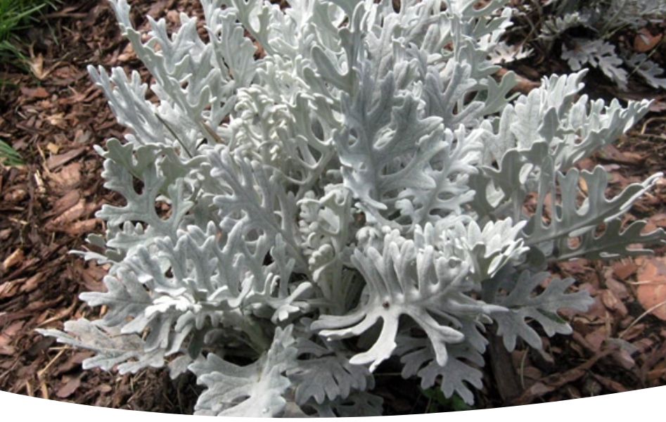 ����������� ���������: ��������� ������ ��� ��������� �����