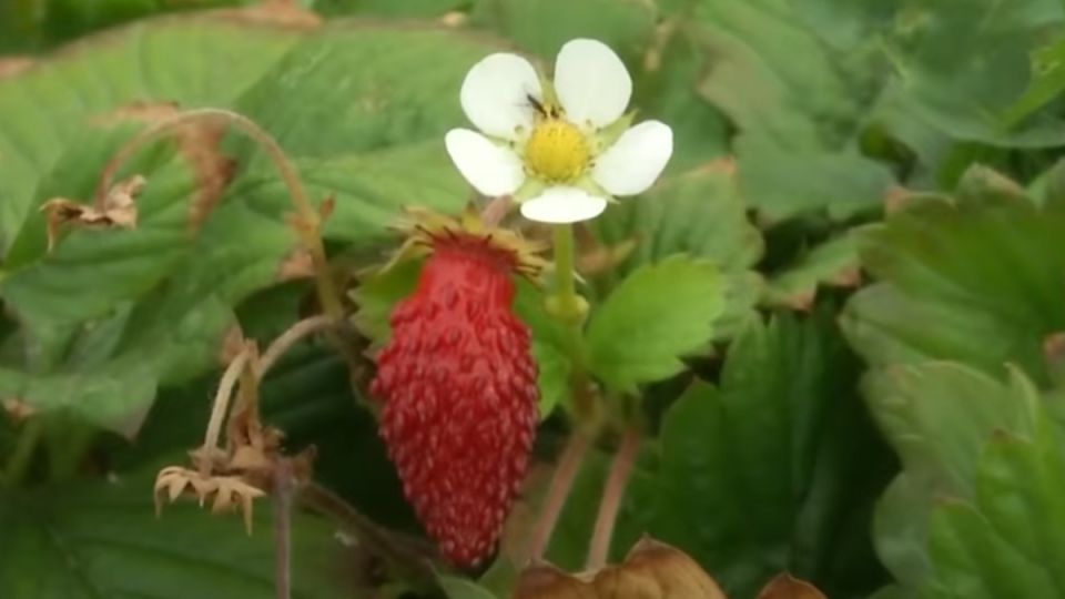 ��� ��������� ������������ ��������� �� �����: ������ ��� � ���� ����